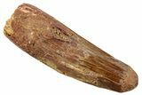 Fossil Spinosaurus Tooth - Real Dinosaur Tooth #268183-1